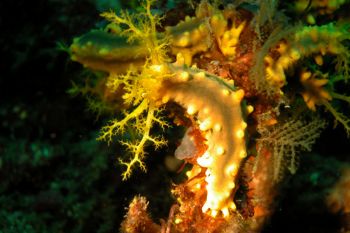 robust sea cocumber: Puerto Galera, the Philippines by Ugo Gaggeri 